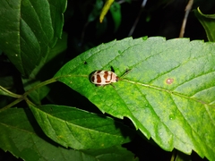 Alagoasa decemguttata