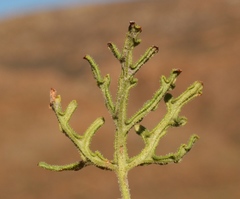 Pelargonium radens