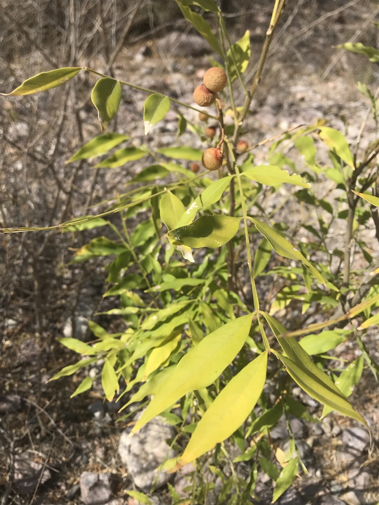 Wingleaf Soapberry from Guaymas, MXSO, MX on June 18, 2022 at 0841 AM