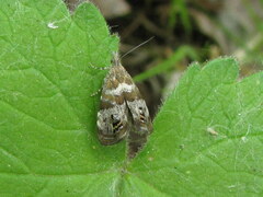Caloreas hyperboreas