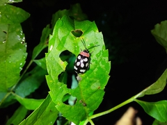 Alagoasa bipunctata