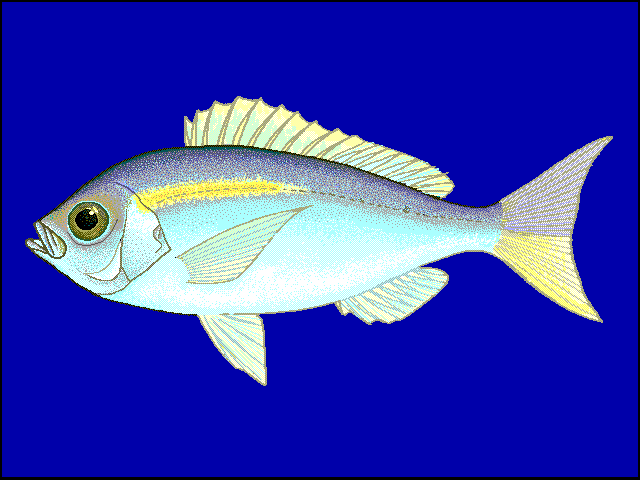 Vanuatu Snapper