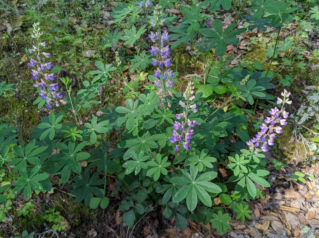 Broadleaf Lupine