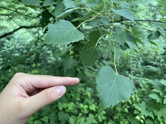 Tilia mongolica