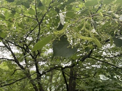 Tilia mongolica