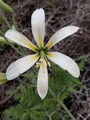 Lilium washingtonianum