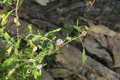 Centratherum riparium