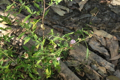 Centratherum riparium