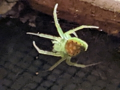 Araneus cingulatus
