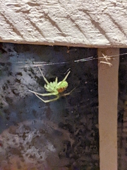 Araneus cingulatus