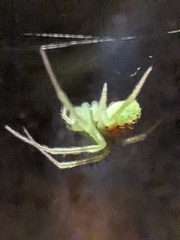 Araneus cingulatus