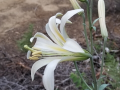 Lilium washingtonianum
