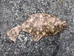 Lepidopsetta