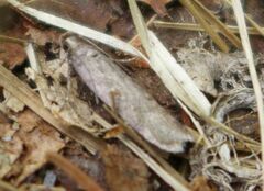 Filatima abactella