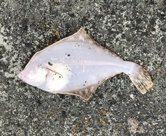 Lepidopsetta