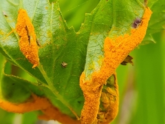 Triphragmium ulmariae