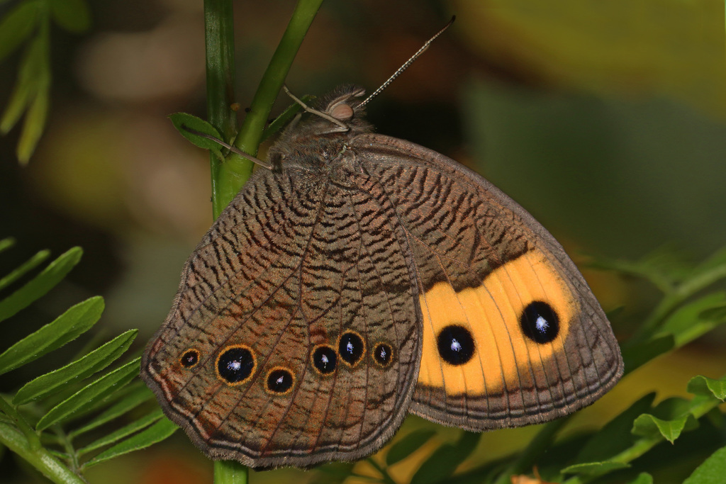 Common Wood-Nymph