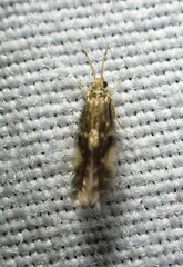 Agraylea multipunctata