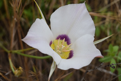 Calochortus macrocarpus maculosus