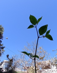 Capsicum pubescens