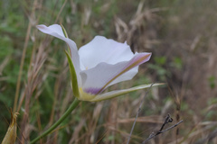 Calochortus macrocarpus maculosus