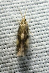 Agraylea multipunctata