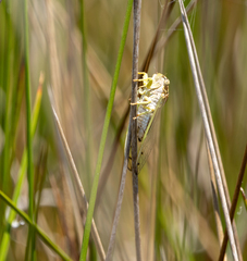 Diceroprocta delicata