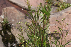 Solidago ptarmicoides