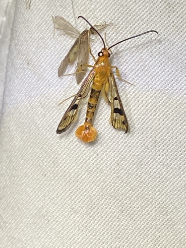 Maple Callus Borer Moth photo 5