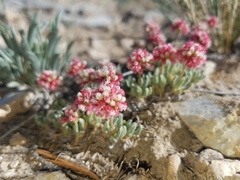 Eriogonum gracilipes