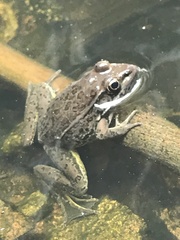 Lithobates magnaocularis
