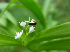 Grammoptera subargentata