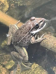 Lithobates magnaocularis