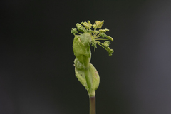 Angelica genuflexa