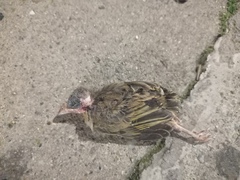 Thraupis palmarum