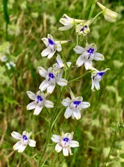 Delphinium leucophaeum