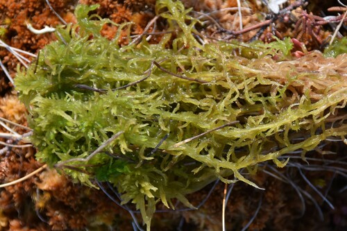 Image of Sphagnum angustifolium by (c) Syd Cannings, some rights reserved (CC BY)