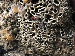 Dodecaceria fewkesi