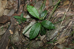 Glochidion sumatranum