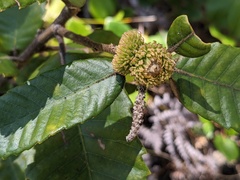 Notholithocarpus