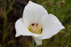 Calochortus macrocarpus maculosus