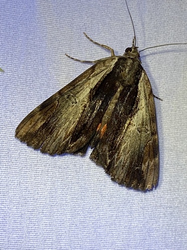 Ultronia Underwing photo 6