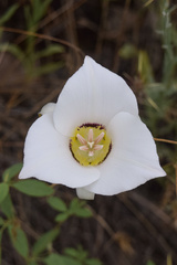 Calochortus macrocarpus maculosus