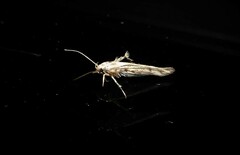 Stathmopoda plumbiflua