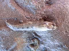 Gnatholepis gymnocara