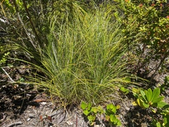 Xerophyllum
