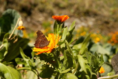 Aglais caschmirensis