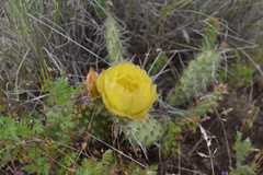 Opuntia × columbiana