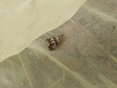 Caloreas hyperboreas