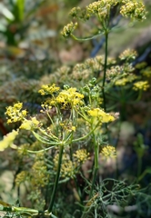 Foeniculum vulgare
